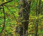 Продать Земельные участки, земля Сердце Вуоксы кп, д. Четверяково   