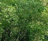 Продать Квартиры вторичка пос. Песочный, Белоостровское шоссе, 1   