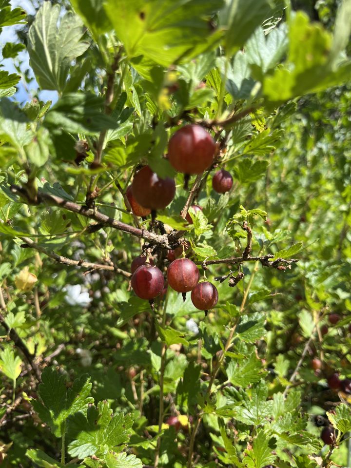 Продажа дома Сказка СНТ,  д. 16