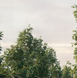 Продажа земли пос. Тарасово, переулок Монетный Продажа земли пос. Тарасово, переулок Монетный