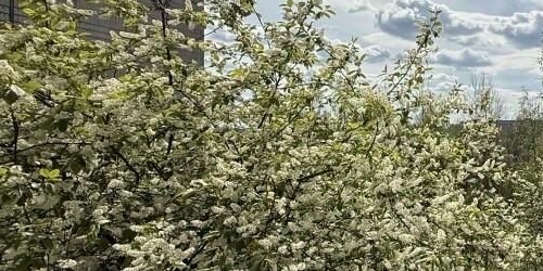 1-комн квартира Тосно г., улица Станиславского, 6