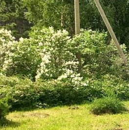 Продажа дома пос. Сосново, улица Железнодорожная, 69