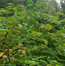 Продажа земли Центральный мкр, Вырица городской поселок Продажа земли Центральный мкр, Вырица городской поселок