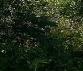 Продать Дачи, коттеджи, загородные дома Пупышево садоводческий массив, Автомобилист СНТ, 7-я линия   