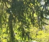 Продать Дачи, коттеджи, загородные дома Рощино пгт, переулок Озерный, 10   