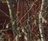 Продать Земельные участки, земля д. Ивановка (Веревское территориальное управление), улица Павловская   