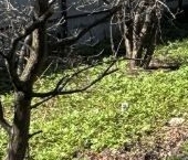 Продать Земельные участки, земля пос. Парголово, Климовец СНТ, улица Северная, 148   