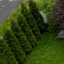 Продажа дома Новое Сойкино кп, д. Сойкино, аллея Березовая,  д. 7