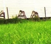 Продать Дачи, коттеджи, загородные дома Учхоз садоводческий массив, Пламя СНТ  723 