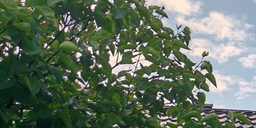 Коттедж/дом Красное Село, проспект Красных Командиров, 20