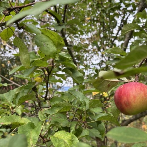 Коттедж/дом Крин СНТ, улица Майская
