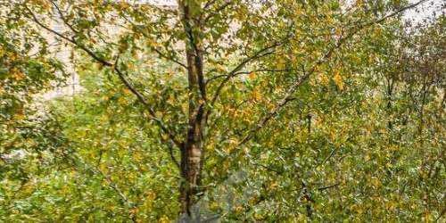 1-комн квартира улица Олеко Дундича, 11