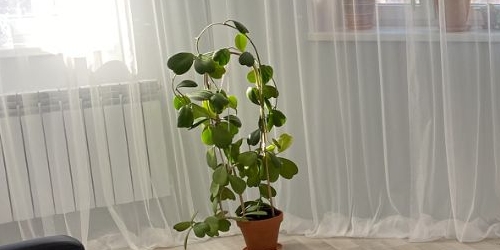 1-комн квартира Тосно г., улица Блинникова, 6