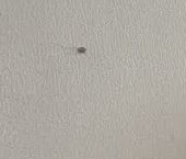 Продать Комнаты в квартирах дорога Муринская, 14к3   