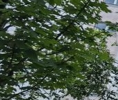 Продать Квартиры вторичка Череповецкая улица, 4   