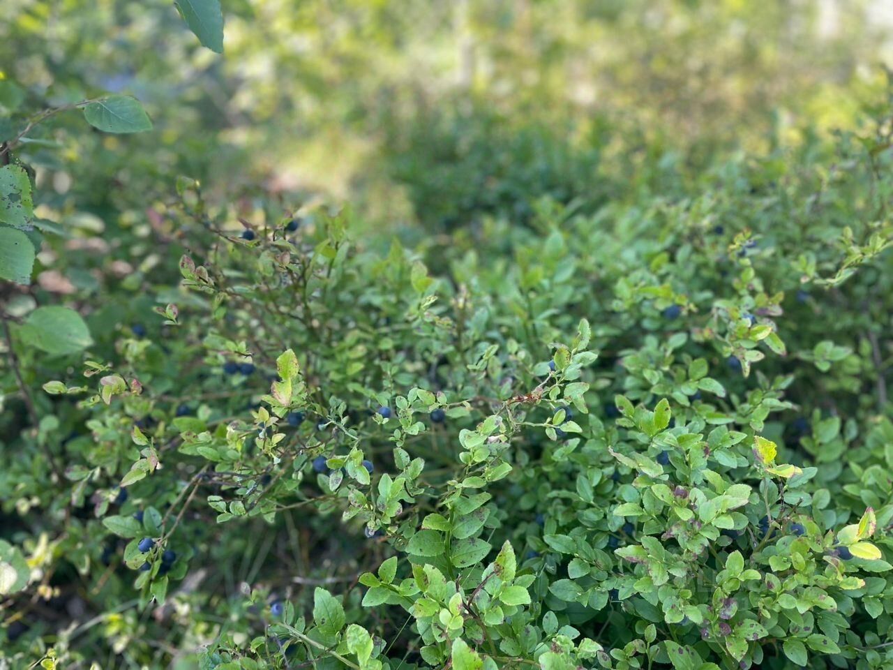 Продажа земли Савоя кп, д. Касимово