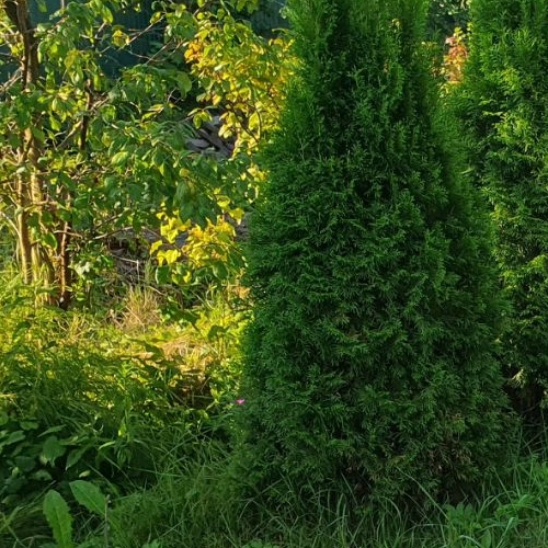 Коттедж/дом Никольское, Сокол-1 СНТ