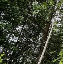 Продажа земли Родник СНТ, аллея 5-я, д. 68 Продажа земли Родник СНТ, аллея 5-я, д. 68