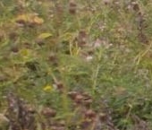 Продать Земельные участки, земля д. Аньялово, 25   