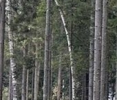 Продать Земельные участки, земля Сертолово, Медное Озеро-3 СНТ   