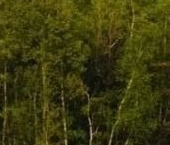 Продать Земельные участки, земля Воякоярви СНТ   