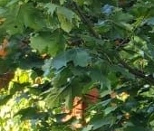 Продать Дачи, коттеджи, загородные дома Орбита СНТ, 18-я линия, 301   