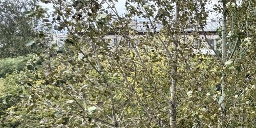 2-комн квартира пос. Металлострой, улица Максима Горького, 2