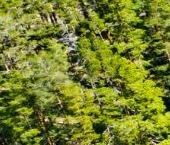 Продать Земельные участки, земля пос. Грибное, проезд Альпийский, 5   