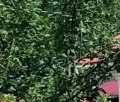 Продать Дачи, коттеджи, загородные дома д. Лесколово, улица Лесная   