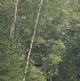 Продажа земли Вырица городской поселок, проспект Мельничный