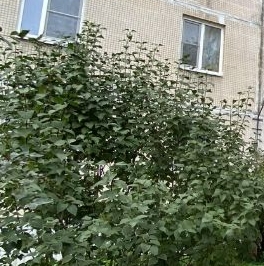 Продажа 1-комн квартиры на вторичном рынке улица Олеко Дундича, 8К1