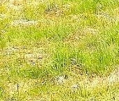 Продать Земельные участки, земля Особый статус - Ромашки кп, пос. Ромашки   