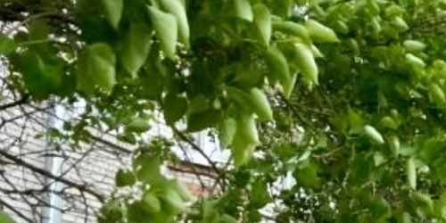 1-комн квартира Петергоф, Блан-Менильская улица, 7