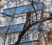 Продать Квартиры вторичка Авангардная улица, 8К3   