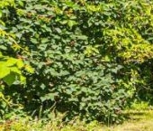 Продать Дачи, коттеджи, загородные дома с. Паша, улица Заречная, 13   