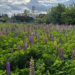 Продажа земли Павловск, Славяночка-2 СНТ, 370