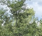 Продать Земельные участки, земля Мшинская садоводческий массив, Лесное СНТ, 84   
