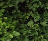 Продать Дачи, коттеджи, загородные дома Бриз СНТ, улица Цветочная  21 