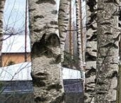Продать Дачи, коттеджи, загородные дома пос. Парголово, Санаторный переулок   