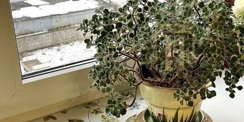 1-комн квартира улица Руставели, 37