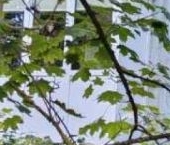 Продать Квартиры вторичка Рябовское шоссе, 123К2   