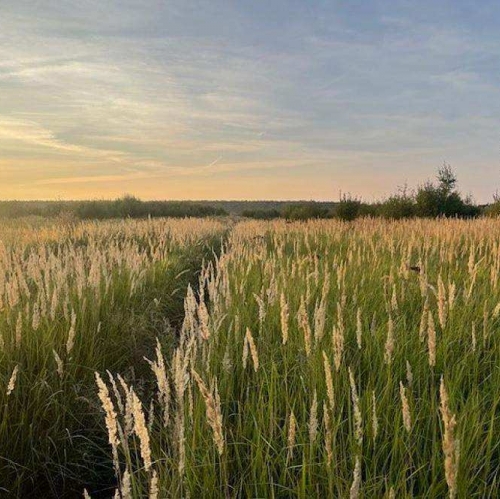 Земельный участок деревня Аргуново