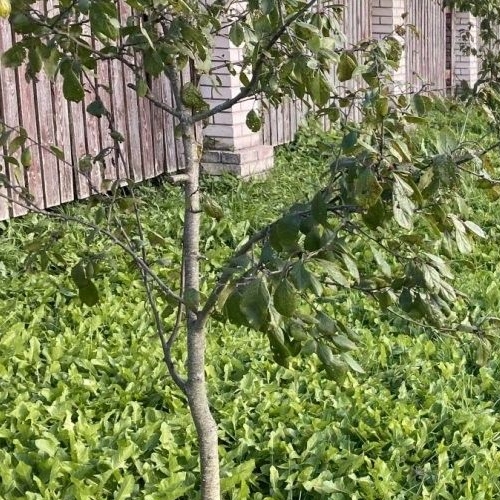 Коттедж/дом д. Ивановка (Пудостьское территориальное управление), улица Лесная, 17