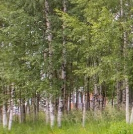 Продажа дома пос. Белоостров, Александровское шоссе