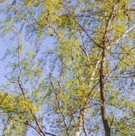 Продажа земли пос. Лисий Нос, Раздельный проспект, 13