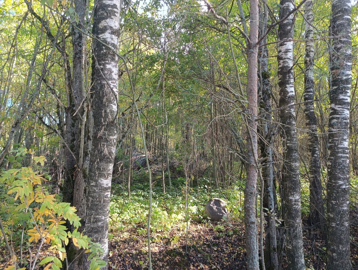 Продажа земли д. Светлое, улица Главная