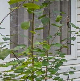 Продажа дома Ваганово садовый массив, Ладожец СНТ,  д. 145