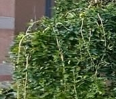 Сдать в аренду Квартиры вторичка Пулковская улица, 8к1   