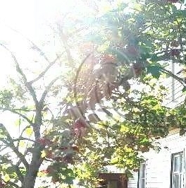 Продажа дома Никольское, Керамик СНТ, 133 Продажа дома Никольское, Керамик СНТ, 133