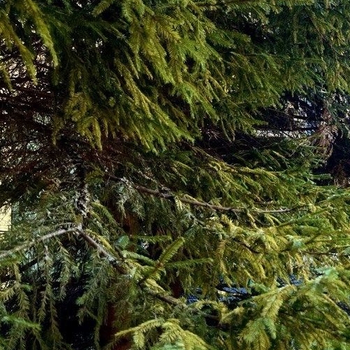 Коттедж/дом Лебяжье тер., проезд Василия Васильева, 21